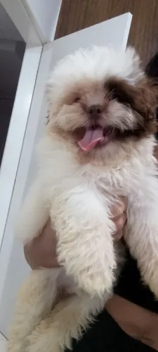 Cachorro shitzu 