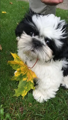 Shih Tzu O filhotinho que merece um lar cheio de carinho