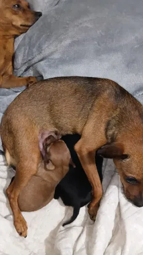 Pinscher é macho N 01