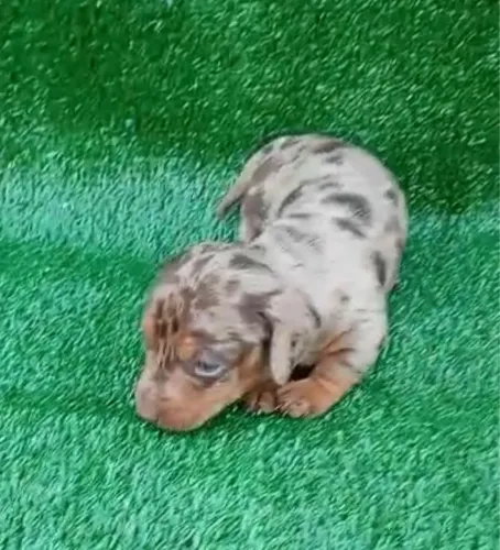 Basset teckel puro