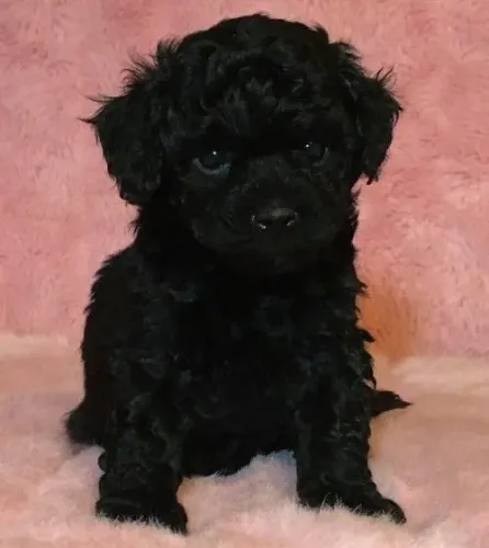 Belissima pura femea filhote de Poodle toy 