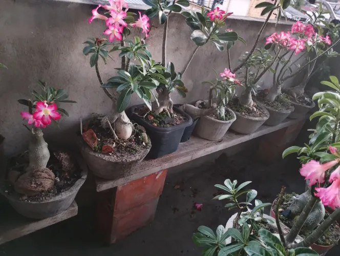 Planta