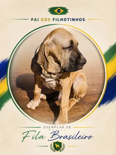 FILA BRASILEIRO PURO