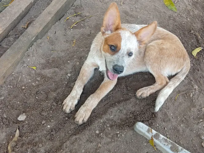 Vendo filhote de cachorro boiadeiro australiano