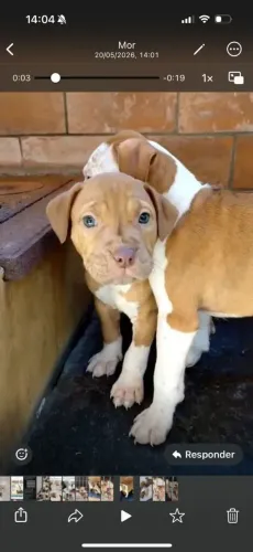 Pitbull lindos quem os tem tem um amor diário e eterno
