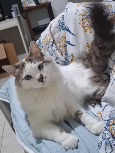 A ZOE PRECISA DE UM NOVO LAR.( leia a descrição)