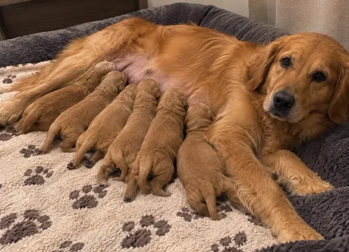 Adoção responsável filhote de Golden