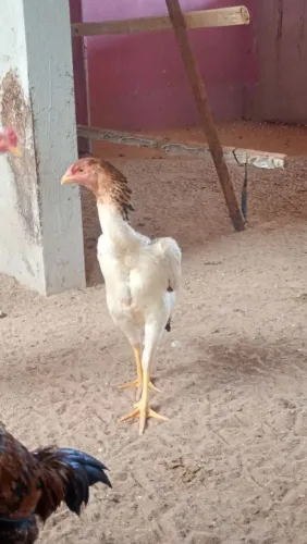 Franga a venda 100
