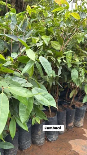 Mudas de Cambucá - Plantas Frutíferas