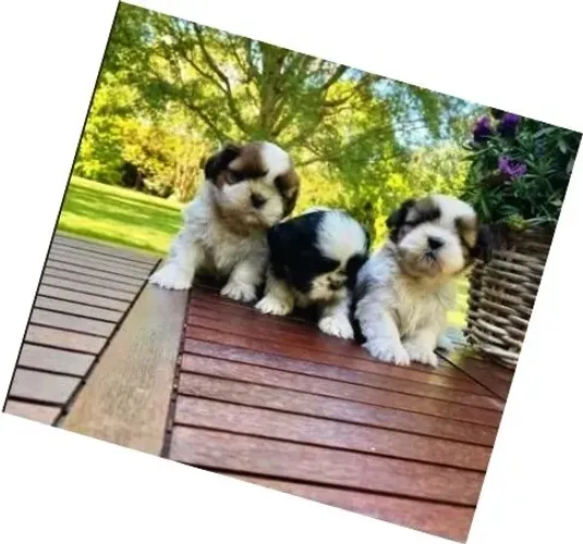 Lhasa Apso Tricolor Macho - Fiel, Minúsculo e Encantador!