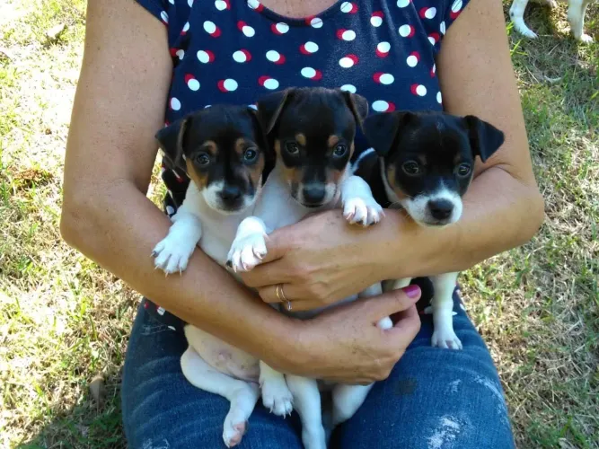 Fox Paulistinha ou Terrier Brasileiro muito fofos