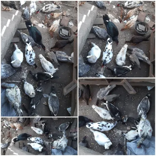 Patos Gordo. CHAMA NO WHATSAPP