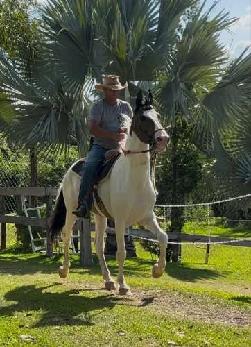 OPORTUNIDADE ÚNICA! Garanhão Campolina Marcha Picada Homozigoto do Criatório RWS