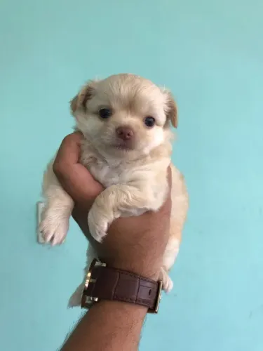 Chihuahua pelo longo Machos vacinados (v10 importada) e contrato de saúde