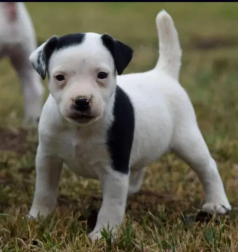 Jack Russell Terrier Mini Macho - Ágil e carinhoso
