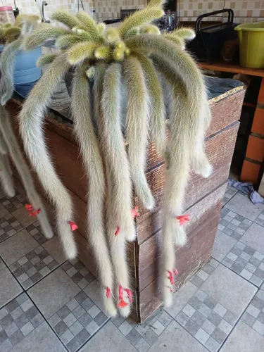 CACTOS RABO DE MACACO BEM FORMADO 