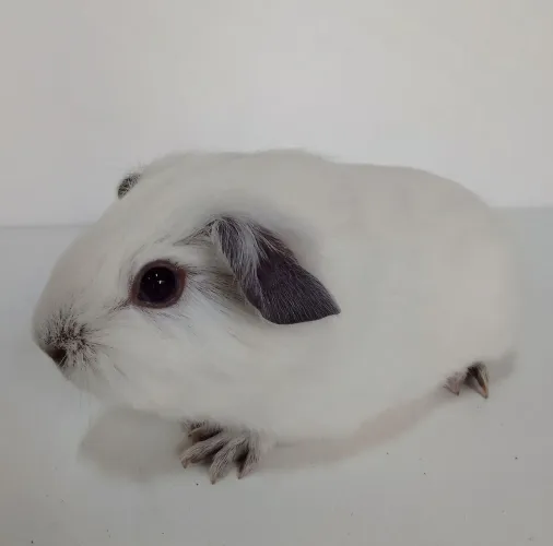 Porquinho da Índia Califórnia 