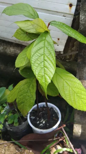 Muda de Planta frutais