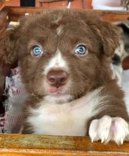 Border Collie cor chocolate fêmea com 61 dias vacinada e com pedigree