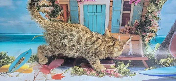Diversos Gatos de Bengal