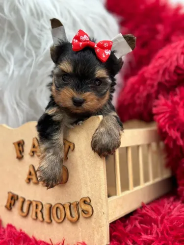 Filhote Yorkshire Fêmea 