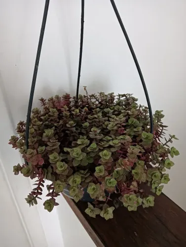 Planta tostão