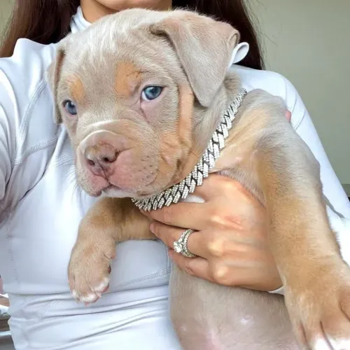 Filhote de Pitbull disfarçado de anjo sem asas