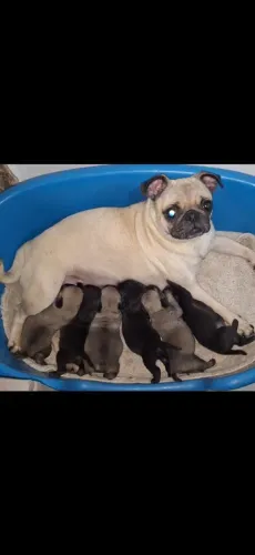 PUGS filhotes