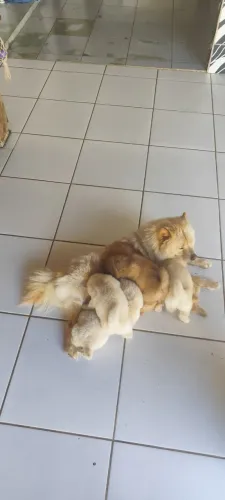 Filhotes de Chow chow