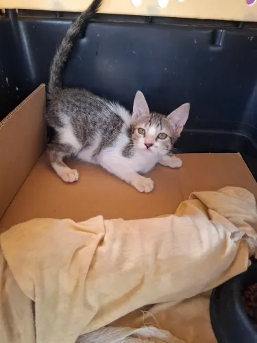 Adoção responsável para um gatinho