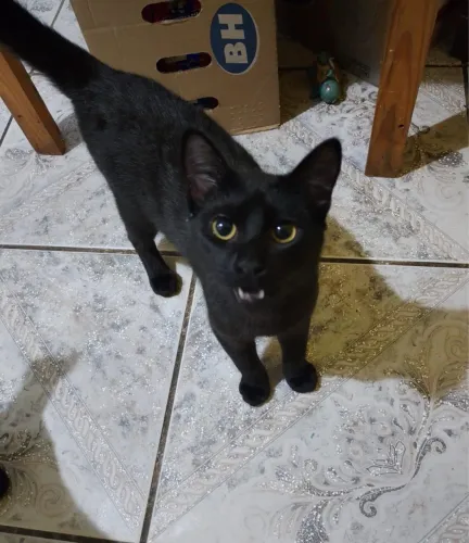 Doação gatos pretos macho