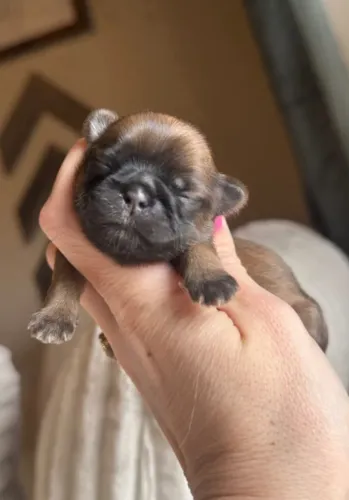 Filhotes de Shih Tzu | Carinho garantido!