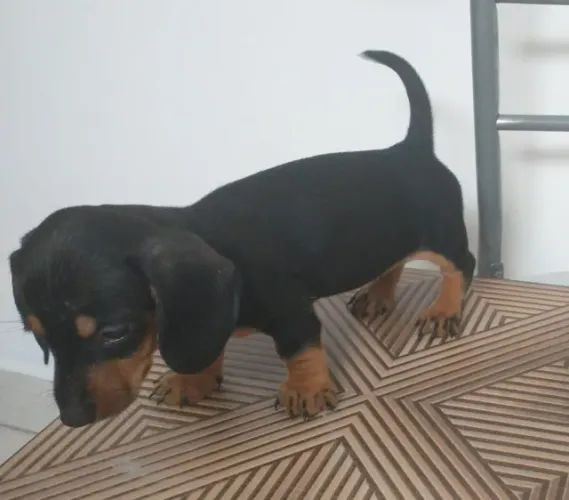 Basset.. Dachshund. Fêmea e macho...legítimos. ac. cartão. Já Vacinados.