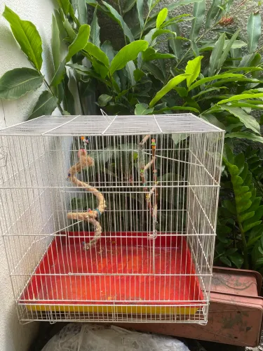 Vendo uma única gaiola para pássaro