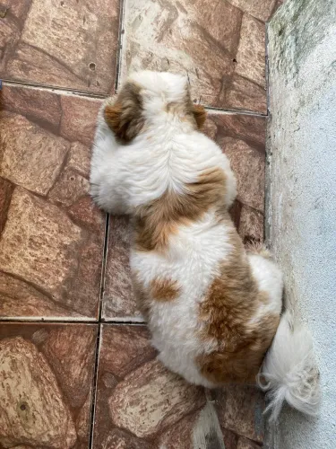 Doa-se cachorro da raça shih tzu