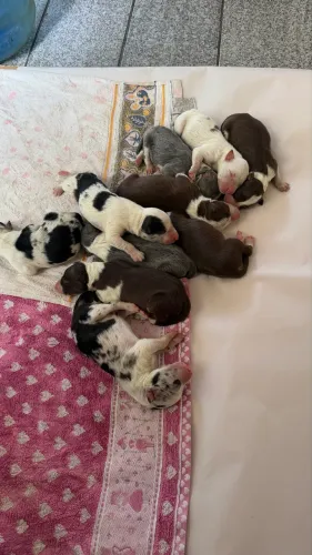 Venda Filhotes Border Collie - *Reserva*