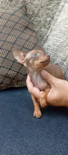 Filhotes de Pinscher e Yorkshire para lares responsáveis