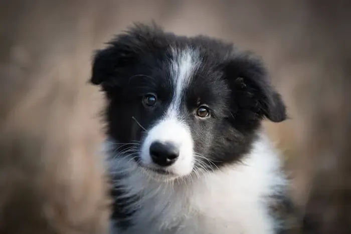 Baby Border Collie saudavel de linhagem selecionada e muito ativo
