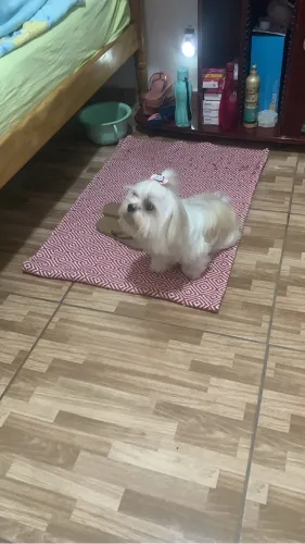 Procura-se namorado shih tzu