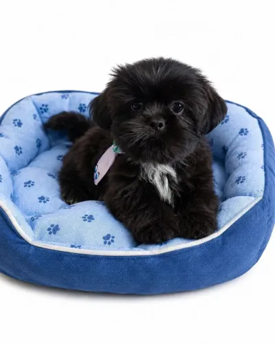 Shihtzu filhote macho