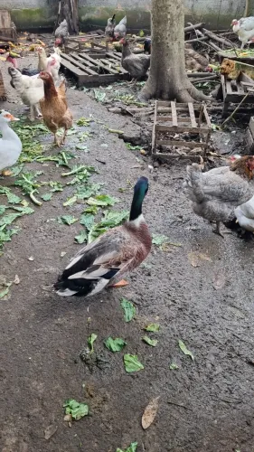 Vendo quatro patas branca 