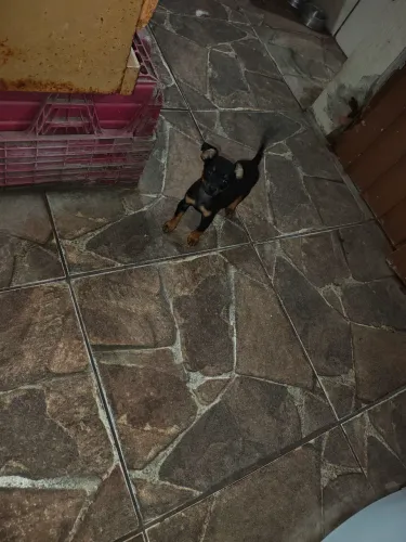Pinscher macho 2 meses
