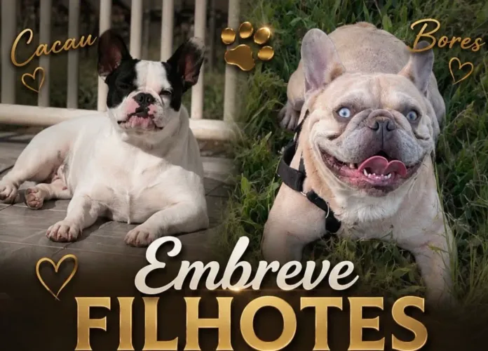 BULLDOG FRANCÊS COM GARANTIAS E PROCEDÊNCIA 