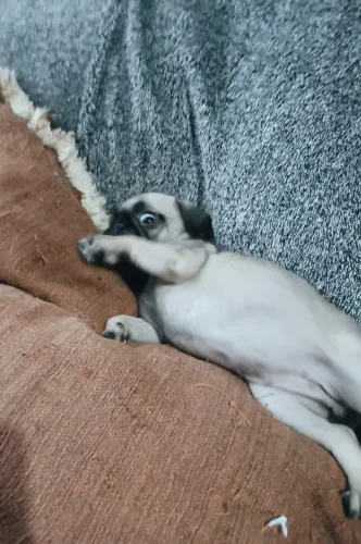 Filhotes Pug