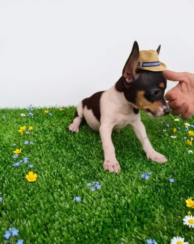 Pequeno Guardião: Pinscher Zero Super Carinhoso!