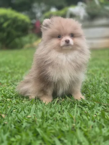 Lulu da pomeranea anao com 65 dias vacinado 