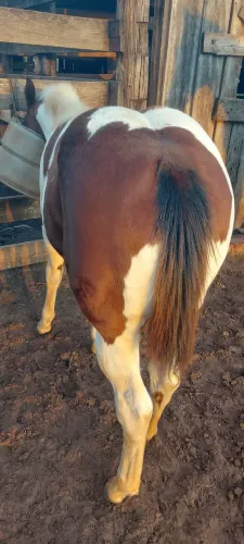Potra PAINT HORSE 