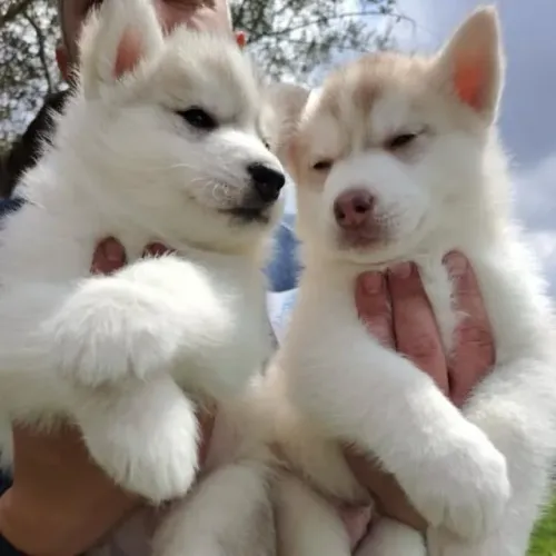 Filhotes de Husky Siberiano | Felicidade em quatro patas.