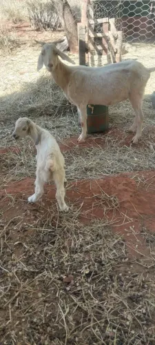 Cabra parida de fêmea 