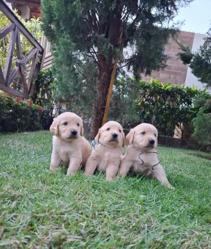 GOLDEN RETRIEVER FILHOTES 